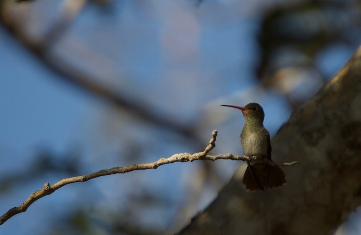 Gilded Hummingbird, Hylocharis chrysura3