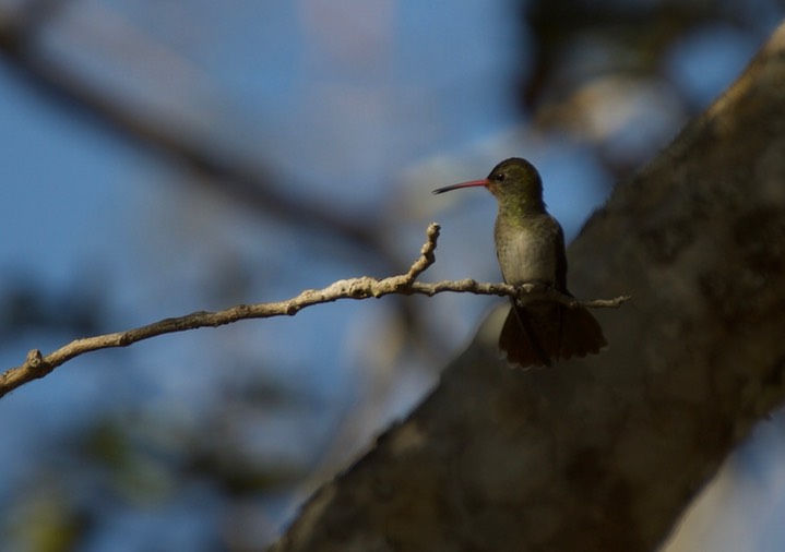 Gilded Hummingbird, Hylocharis chrysura1