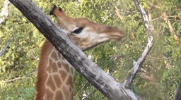 Giraffe, South African - Senegal 2