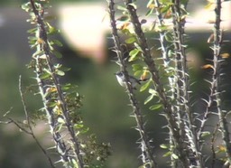 Gnatcatcher, Black-tailed 1