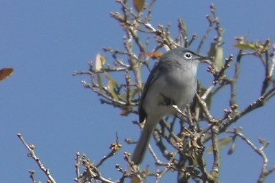Gnatcatcher, Blue-gray 2