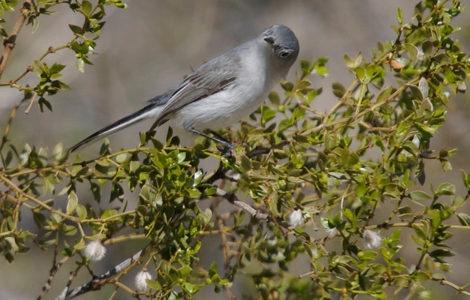 Gnatcatcher, Blue-gray a