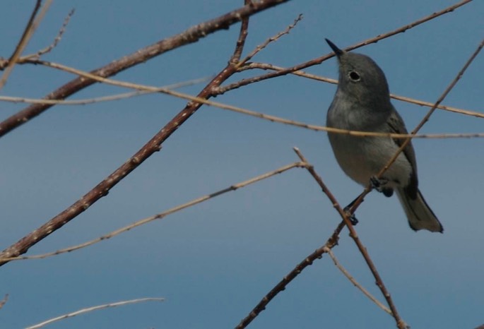 Gnatcatcher, Blue-gray b