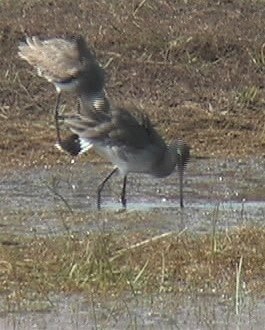 Godwit, Black-tailed 2