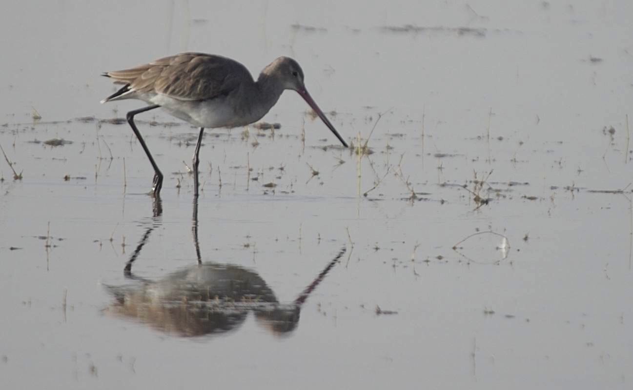 Godwit, Black-tailed b
