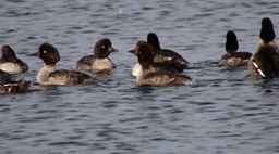 Goldeneye, Barrow's Sep15