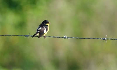 Goldfinch, Lesser.  Carduelis psaltria2