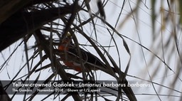 Gonolek, Yellow-crowned