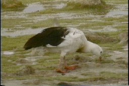 Goose, Andean 4