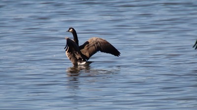 Goose, Cackling (Oregon) 1