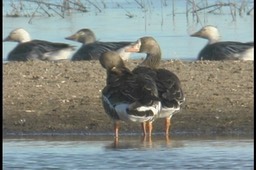 Goose, Greater White-fronted 22