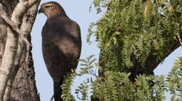 Goshawk, Dark Chanting 2