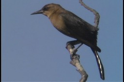 Grackle, Boat-tailed l1
