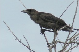 Grackle, Great-tailed 2