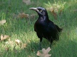 Grackle, Great-tailed b