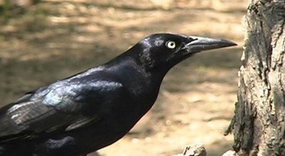 Grackle, Great-tailed c
