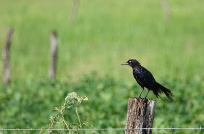 Grackle, Great-tailed. Quizcalus mexicanus2
