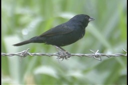 Grassquit, Blue-black_1