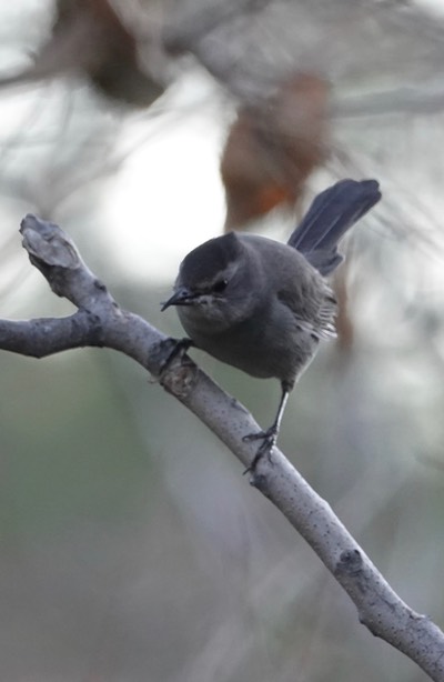 Gray Catbird, Dumetella carolinensis2