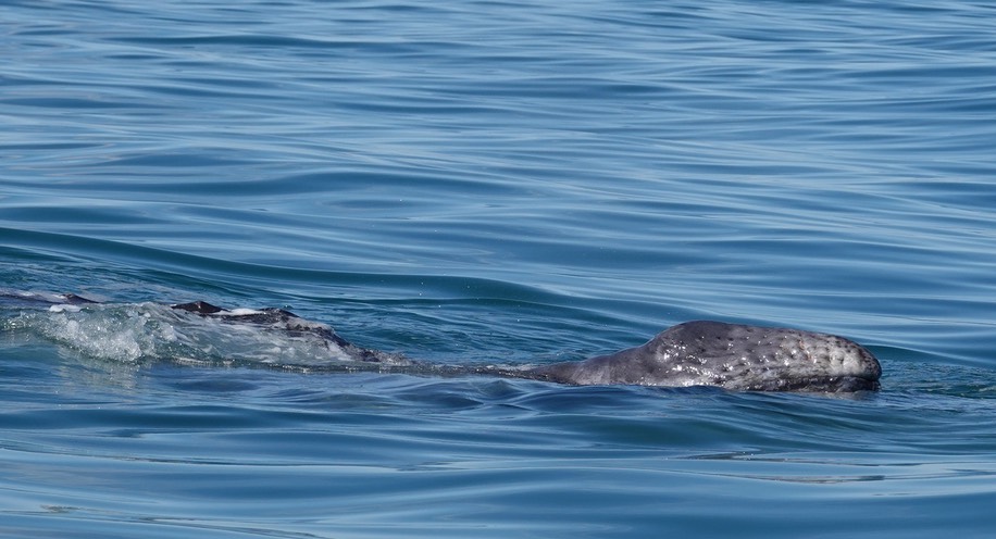 Gray Whale, Eschrichtius robustus, Laguna San Ignacio, Baja California Sur24