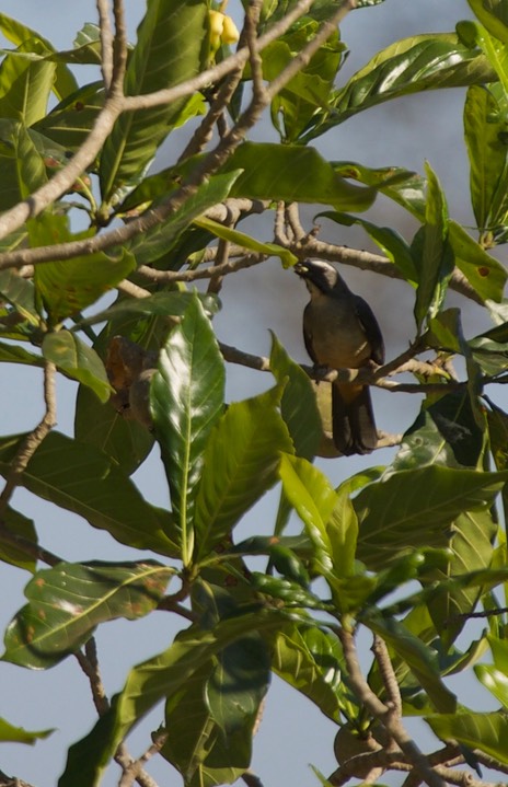 Pantanal, Brazil