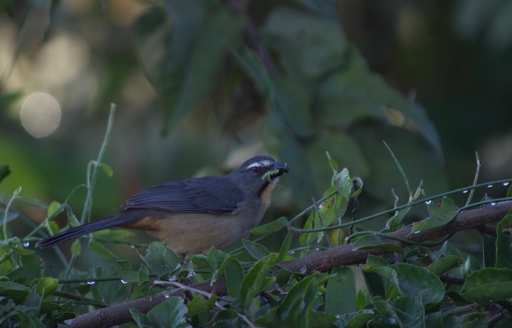 Grayish Saltator, Saltator coerulescens18