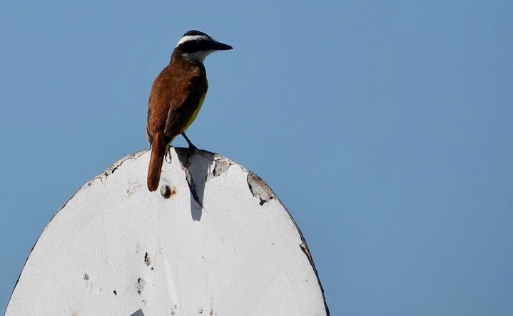  Great Kiskadee, Pitangus sulphuratus     1