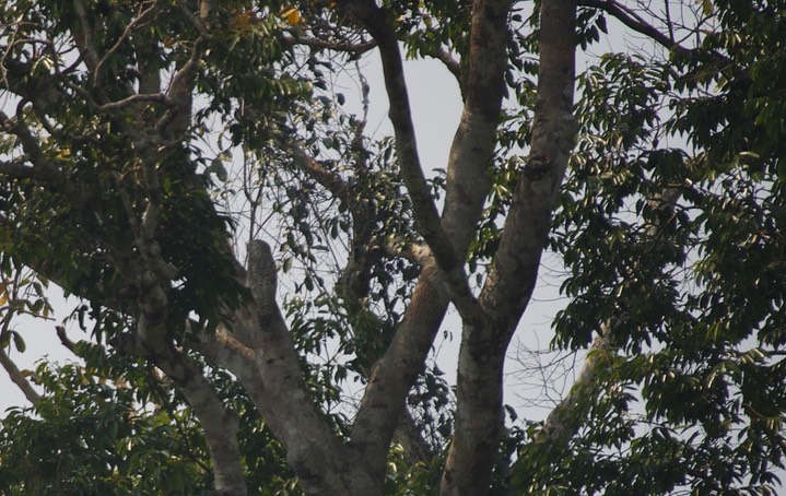 Great Potoo, Nyctibius grandis2