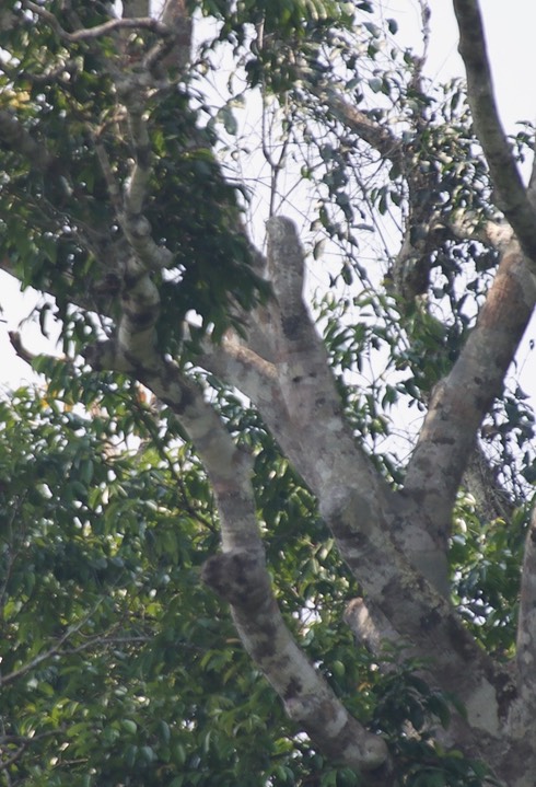 Great Potoo, Nyctibius grandis