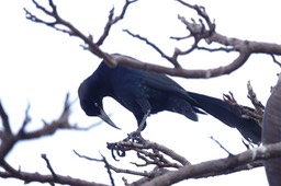   Great-tailed Grackle, Quiscalus mexicanus 2