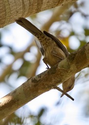 Greater Thornbird, Phacellodomus ruber