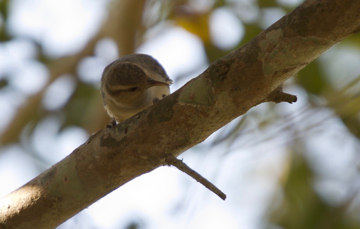 Greater Thornbird, Phacellodomus ruber2