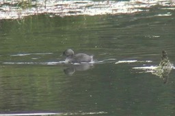 Grebe, Least 2