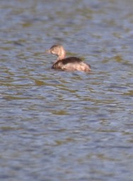 Grebe, Least