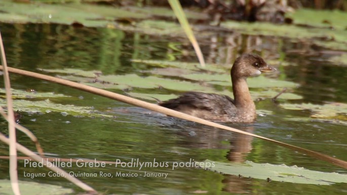 Grebe, Pied-billed 1