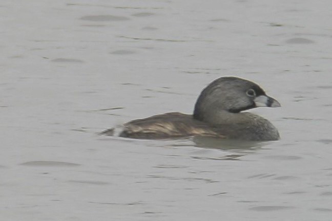 Grebe, Pied-billed 2