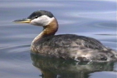 Grebe, Red-necked 4
