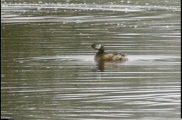 Grebe, White-tufted3