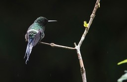 Greem Thorntail1