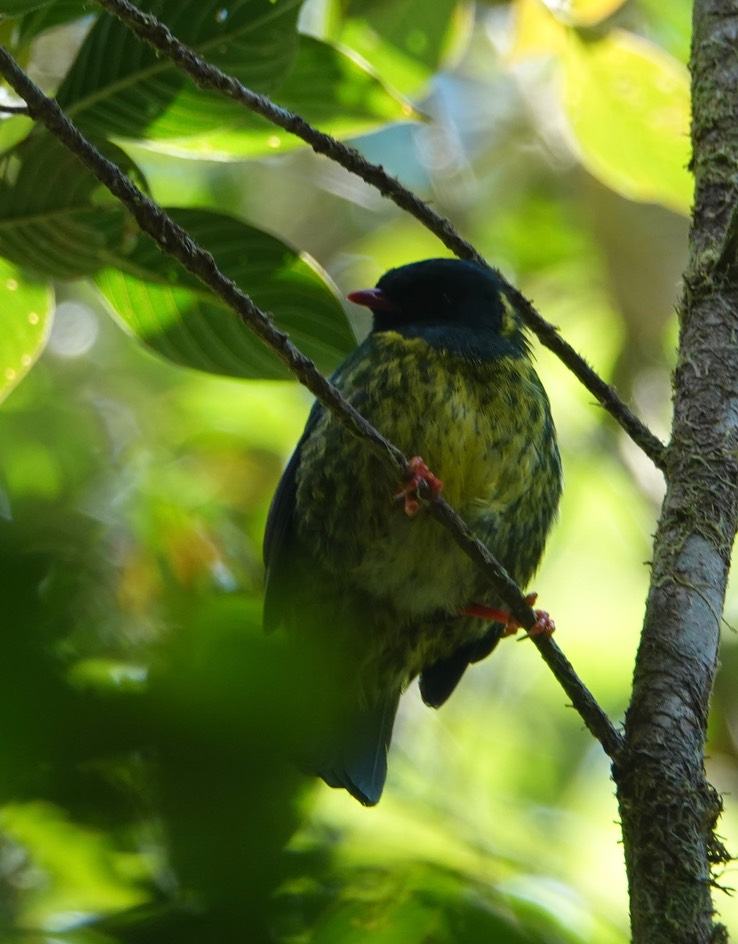 Green-and-black Fruiteater h2