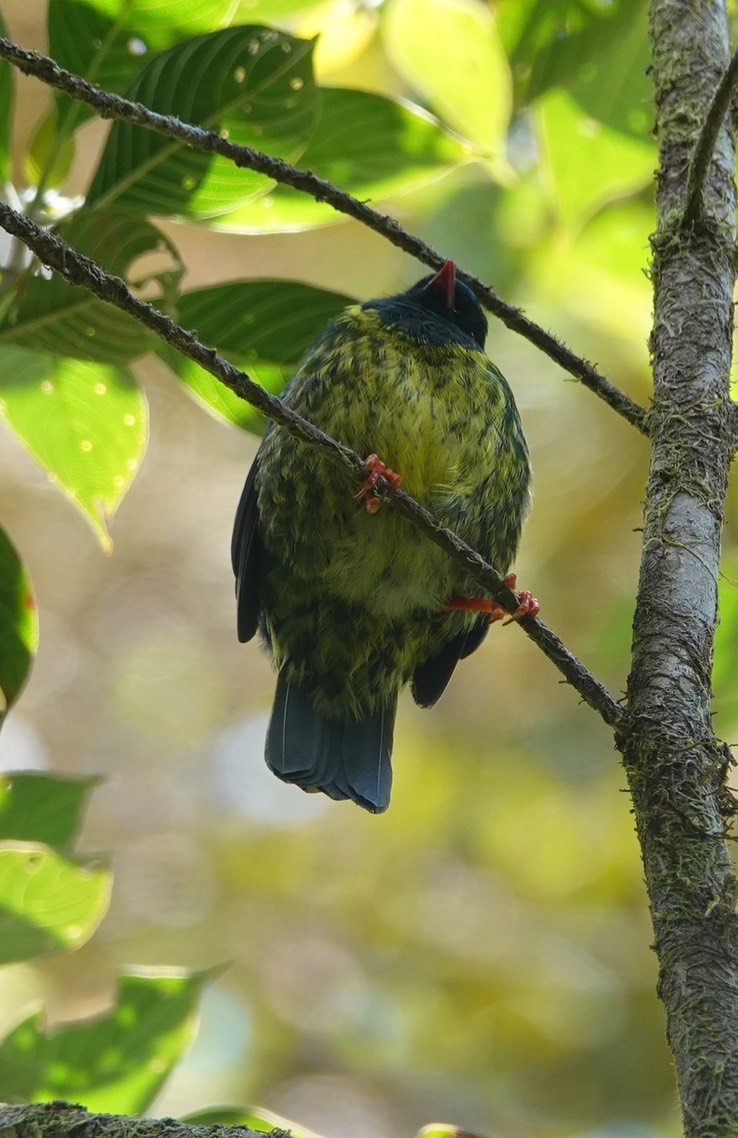 Green-and-black Fruiteater h1