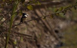 Green Kingfisher, Chloroceryle americana1