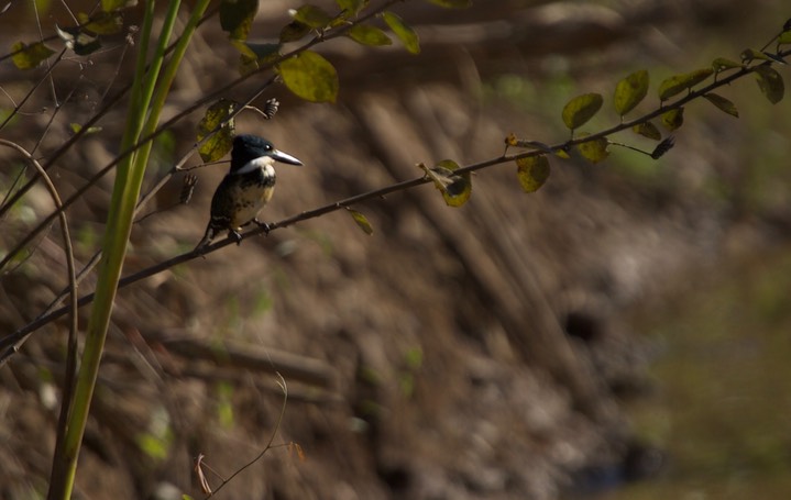 Green Kingfisher, Chloroceryle americana1