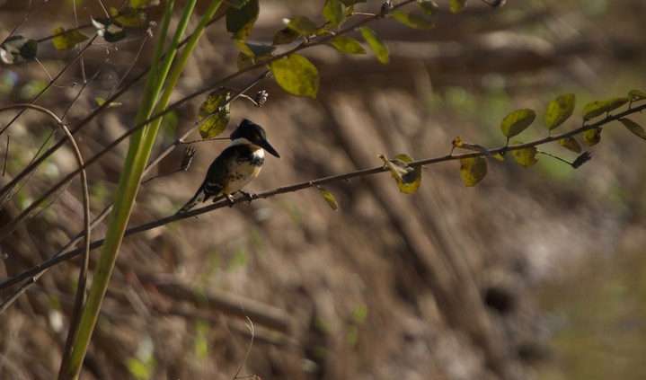 Green Kingfisher, Chloroceryle americana