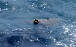 Green Sea Turtle458