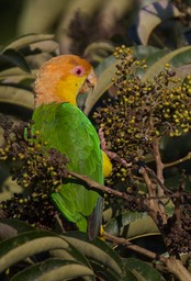 Green-thighed Parrot, Pionites leucogaster2