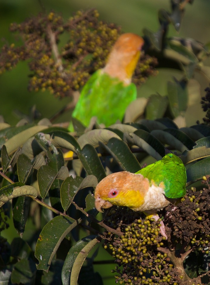 Green-thighed Parrot, Pionites leucogaster4