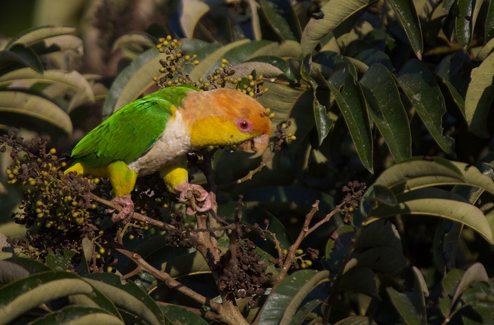 Green-thighed Parrot, Pionites leucogaster3