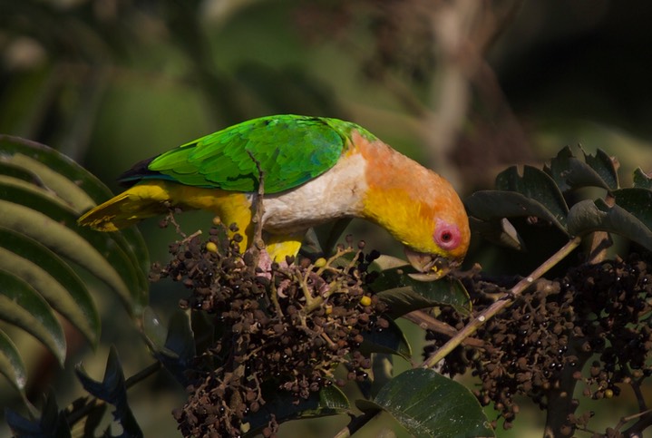 Green-thighed Parrot, Pionites leucogaster