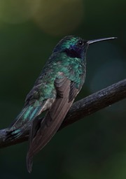   Green Violetear, Colibri thalassinus cyanthus or Lesser Violetear Colibri cyanthus in some sources     13